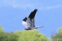 Magredi di Cordenons